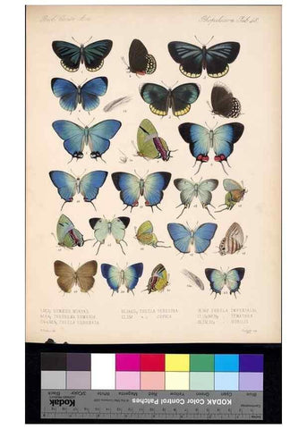Reproducción/Reproduction 35021735534: Biologia Centrali-Americana :. [London :Published for the editors by R. H. Porter],1879-1915