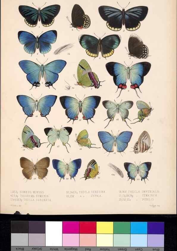 Reproducción/Reproduction 35021735534: Biologia Centrali-Americana :. [London :Published for the editors by R. H. Porter],1879-1915