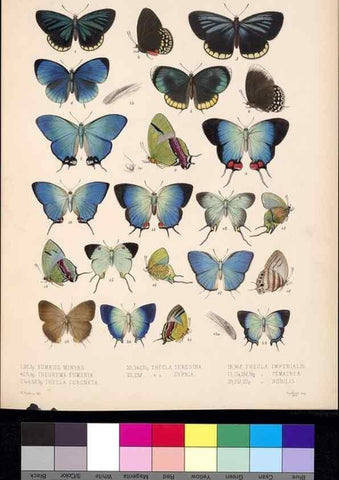 Reproducción/Reproduction 35021735534: Biologia Centrali-Americana :. [London :Published for the editors by R. H. Porter],1879-1915