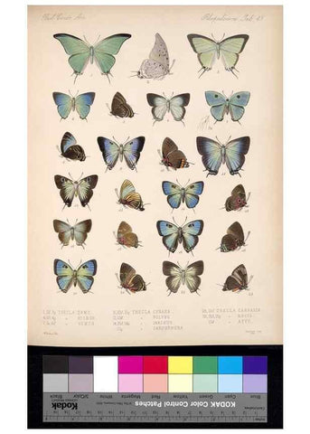 Reproducción/Reproduction 35021740864: Biologia Centrali-Americana :. [London :Published for the editors by R. H. Porter],1879-1915