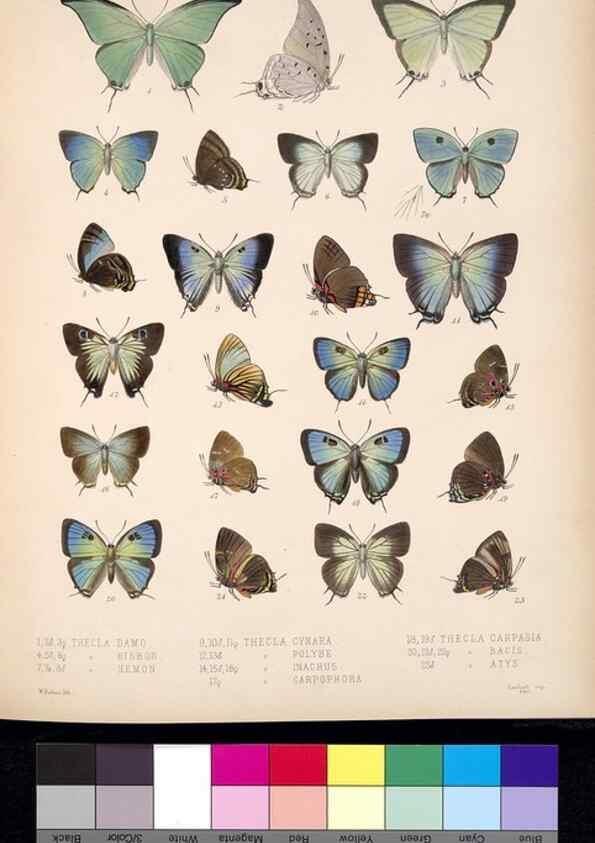 Reproducción/Reproduction 35021740864: Biologia Centrali-Americana :. [London :Published for the editors by R. H. Porter],1879-1915