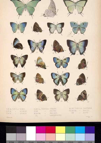 Reproducción/Reproduction 35021740864: Biologia Centrali-Americana :. [London :Published for the editors by R. H. Porter],1879-1915