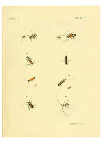 Reproducción/Reproduction 36232622611: J.E. Voet. M Doct. Catalogus systematicus coleopterorum =. À la Haye :Chez G. Bakhusen,[1804]-1806.