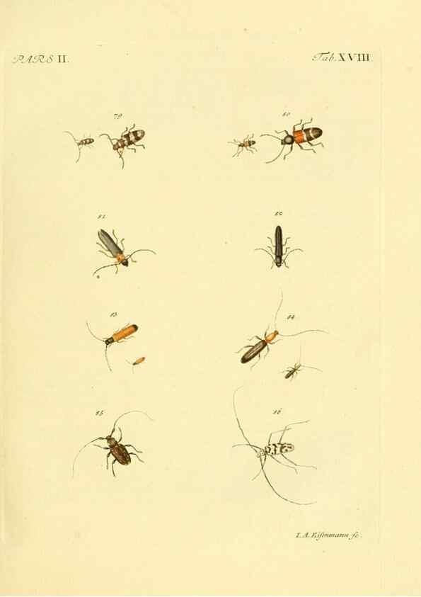 Reproducción/Reproduction 36232622611: J.E. Voet. M Doct. Catalogus systematicus coleopterorum =. À la Haye :Chez G. Bakhusen,[1804]-1806.