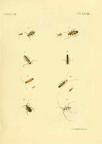 Reproducción/Reproduction 36232622611: J.E. Voet. M Doct. Catalogus systematicus coleopterorum =. À la Haye :Chez G. Bakhusen,[1804]-1806.
