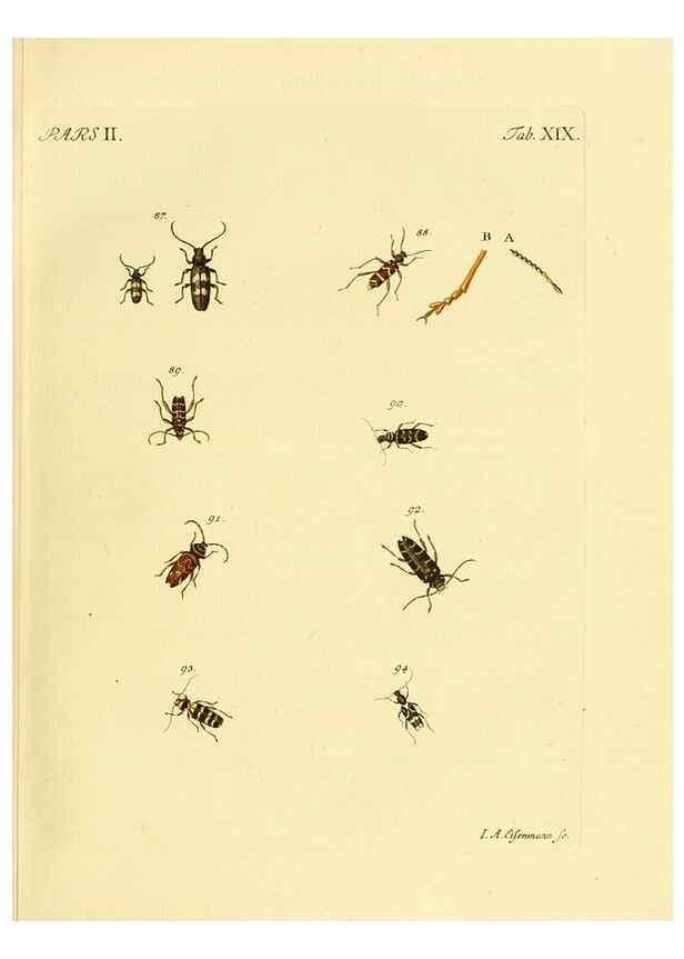 Reproducción/Reproduction 36232624311: J.E. Voet. M Doct. Catalogus systematicus coleopterorum =. À la Haye :Chez G. Bakhusen,[1804]-1806.