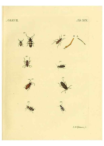 Reproducción/Reproduction 36232624311: J.E. Voet. M Doct. Catalogus systematicus coleopterorum =. À la Haye :Chez G. Bakhusen,[1804]-1806.
