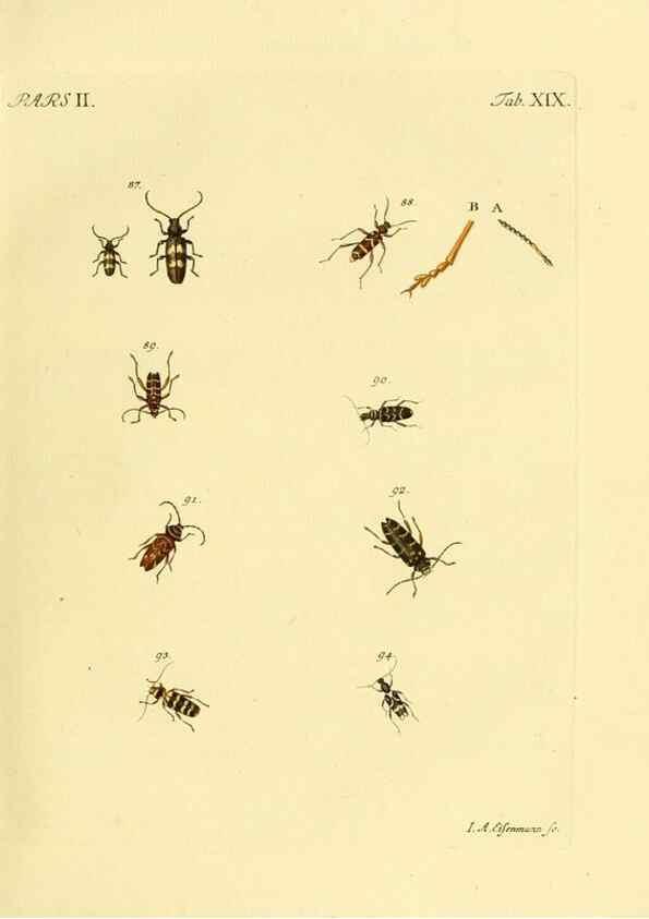 Reproducción/Reproduction 36232624311: J.E. Voet. M Doct. Catalogus systematicus coleopterorum =. À la Haye :Chez G. Bakhusen,[1804]-1806.