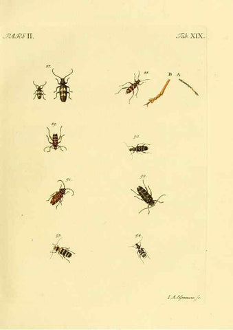 Reproducción/Reproduction 36232624311: J.E. Voet. M Doct. Catalogus systematicus coleopterorum =. À la Haye :Chez G. Bakhusen,[1804]-1806.