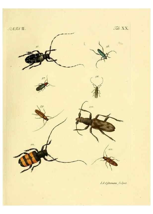 Reproducción/Reproduction 35972523580: J.E. Voet. M Doct. Catalogus systematicus coleopterorum =. À la Haye :Chez G. Bakhusen,[1804]-1806.