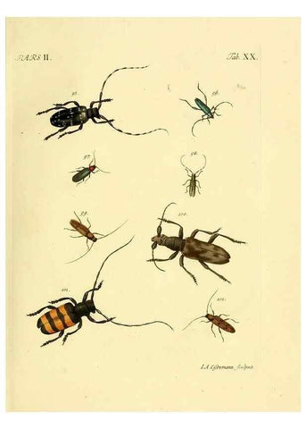 Reproducción/Reproduction 35972523580: J.E. Voet. M Doct. Catalogus systematicus coleopterorum =. À la Haye :Chez G. Bakhusen,[1804]-1806.