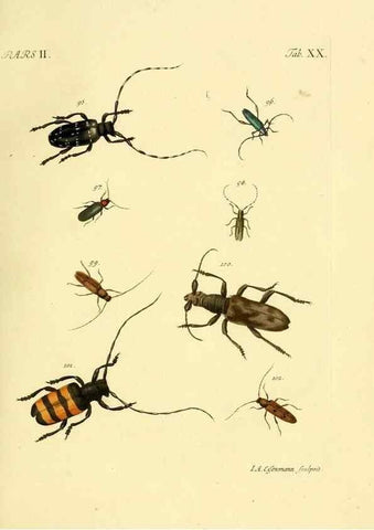 Reproducción/Reproduction 35972523580: J.E. Voet. M Doct. Catalogus systematicus coleopterorum =. À la Haye :Chez G. Bakhusen,[1804]-1806.