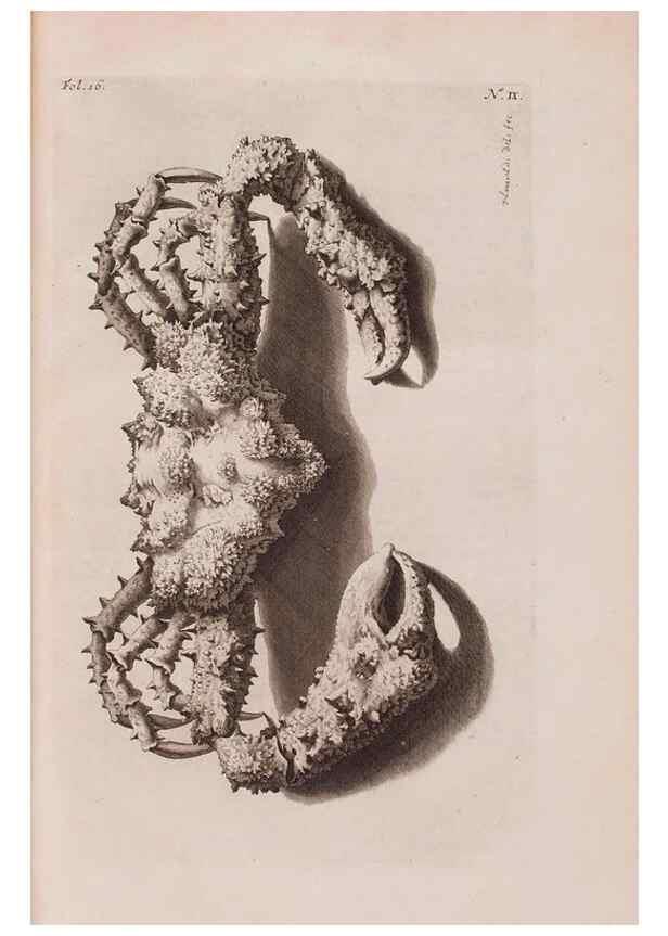 Reproducción/Reproduction 36257428564: D'Amboinsche Rariteitkamer ... :. T'Amsterdam :Gedrukt by François Halma,1705.