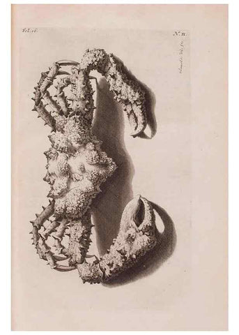 Reproducción/Reproduction 36257428564: D'Amboinsche Rariteitkamer ... :. T'Amsterdam :Gedrukt by François Halma,1705.