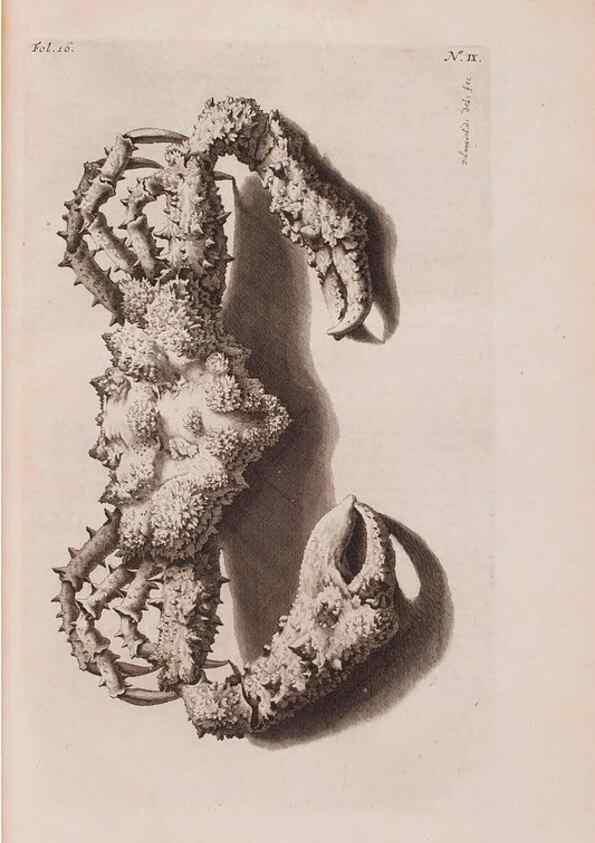 Reproducción/Reproduction 36257428564: D'Amboinsche Rariteitkamer ... :. T'Amsterdam :Gedrukt by François Halma,1705.