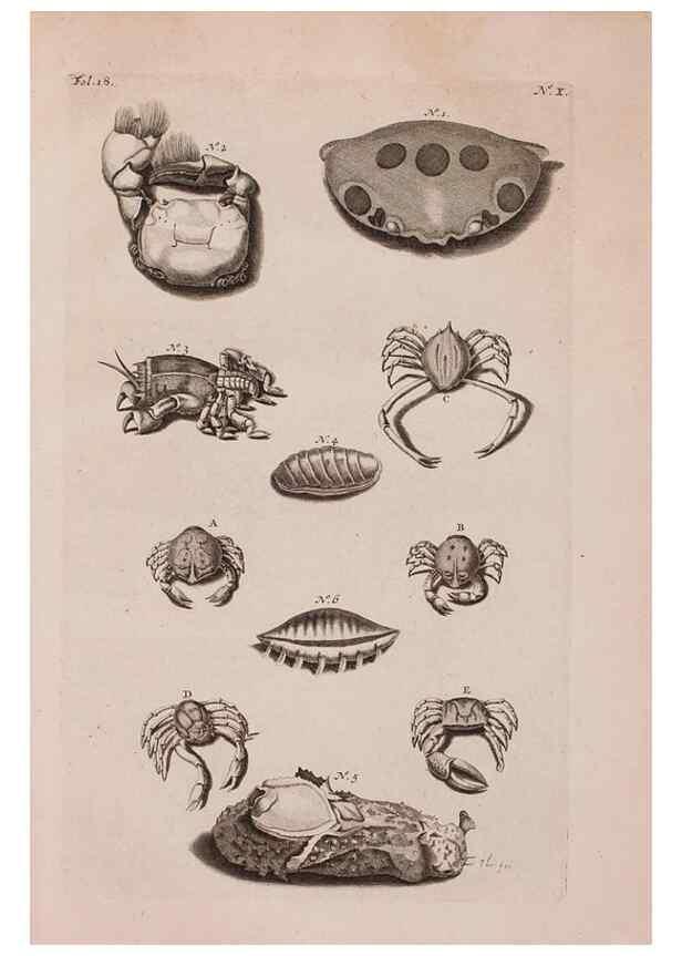 Reproducción/Reproduction 36922322972: D'Amboinsche Rariteitkamer ... :. T'Amsterdam :Gedrukt by François Halma,1705.