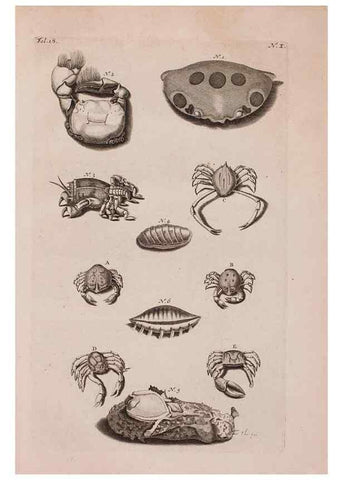 Reproducción/Reproduction 36922322972: D'Amboinsche Rariteitkamer ... :. T'Amsterdam :Gedrukt by François Halma,1705.