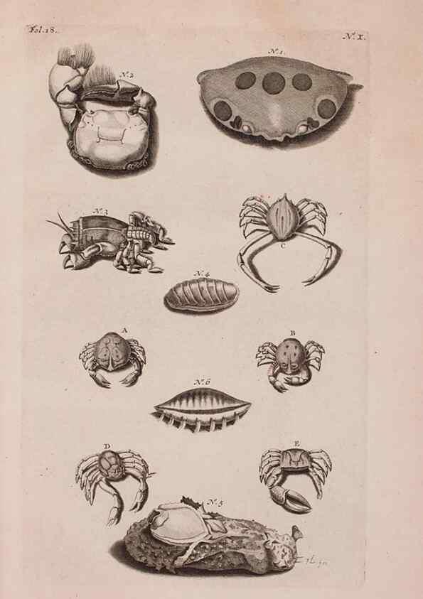 Reproducción/Reproduction 36922322972: D'Amboinsche Rariteitkamer ... :. T'Amsterdam :Gedrukt by François Halma,1705.