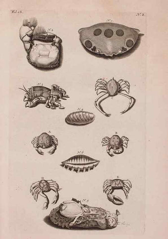 Reproducción/Reproduction 36922322972: D'Amboinsche Rariteitkamer ... :. T'Amsterdam :Gedrukt by François Halma,1705.