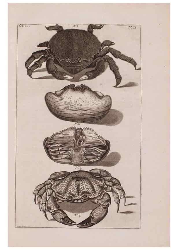 Reproducción/Reproduction 36922324512: D'Amboinsche Rariteitkamer ... :. T'Amsterdam :Gedrukt by François Halma,1705.