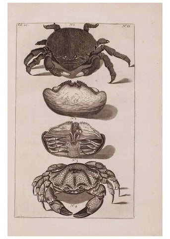 Reproducción/Reproduction 36922324512: D'Amboinsche Rariteitkamer ... :. T'Amsterdam :Gedrukt by François Halma,1705.
