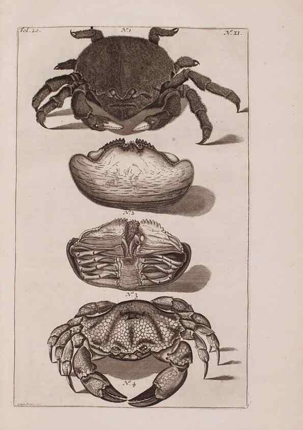Reproducción/Reproduction 36922324512: D'Amboinsche Rariteitkamer ... :. T'Amsterdam :Gedrukt by François Halma,1705.