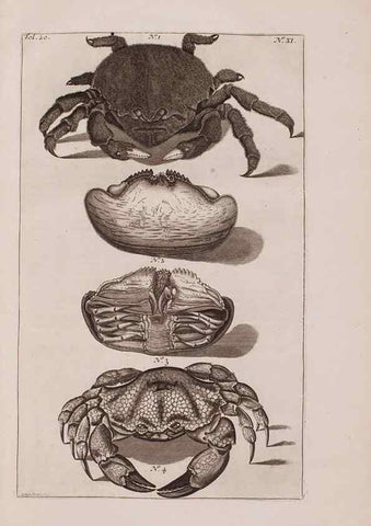 Reproducción/Reproduction 36922324512: D'Amboinsche Rariteitkamer ... :. T'Amsterdam :Gedrukt by François Halma,1705.