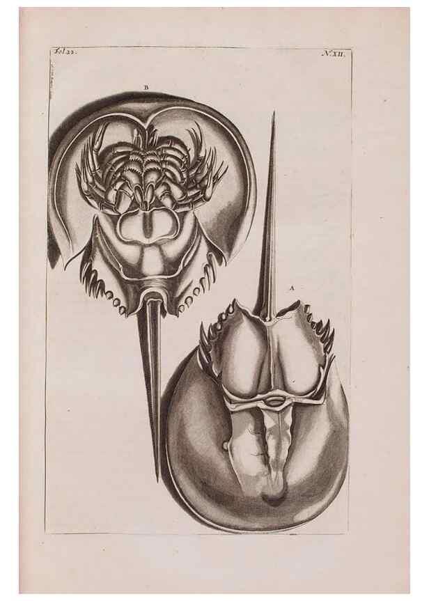 Reproducción/Reproduction 36922325902: D'Amboinsche Rariteitkamer ... :. T'Amsterdam :Gedrukt by François Halma,1705.