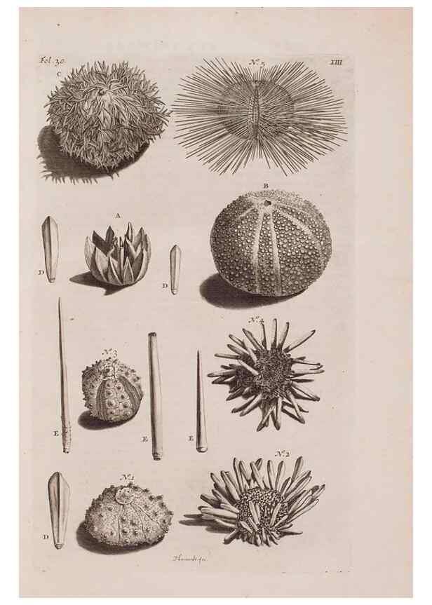 Reproducción/Reproduction 36922327402: D'Amboinsche Rariteitkamer ... :. T'Amsterdam :Gedrukt by François Halma,1705.