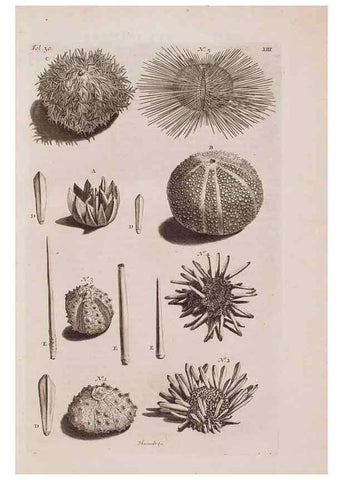 Reproducción/Reproduction 36922327402: D'Amboinsche Rariteitkamer ... :. T'Amsterdam :Gedrukt by François Halma,1705.