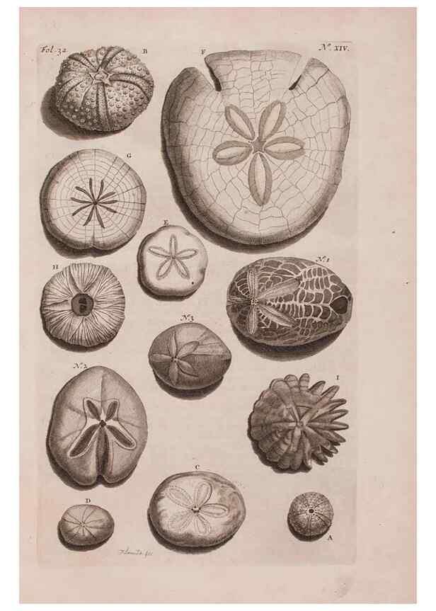 Reproducción/Reproduction 36922328752: D'Amboinsche Rariteitkamer ... :. T'Amsterdam :Gedrukt by François Halma,1705.