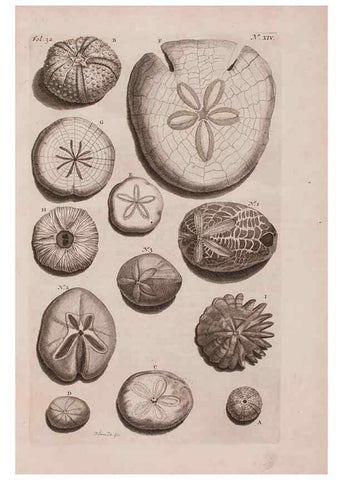 Reproducción/Reproduction 36922328752: D'Amboinsche Rariteitkamer ... :. T'Amsterdam :Gedrukt by François Halma,1705.
