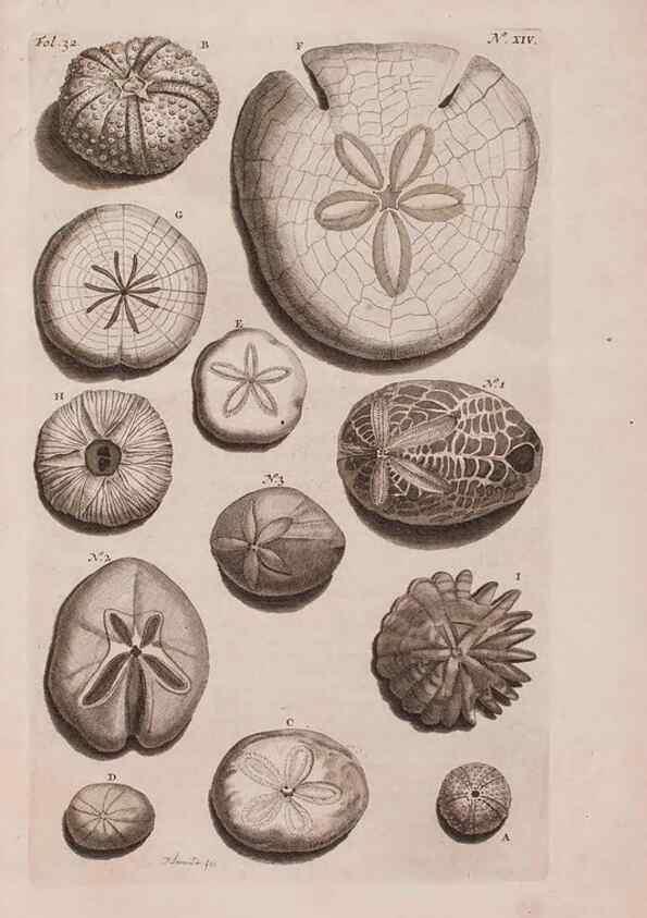 Reproducción/Reproduction 36922328752: D'Amboinsche Rariteitkamer ... :. T'Amsterdam :Gedrukt by François Halma,1705.
