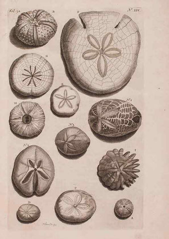 Reproducción/Reproduction 36922328752: D'Amboinsche Rariteitkamer ... :. T'Amsterdam :Gedrukt by François Halma,1705.