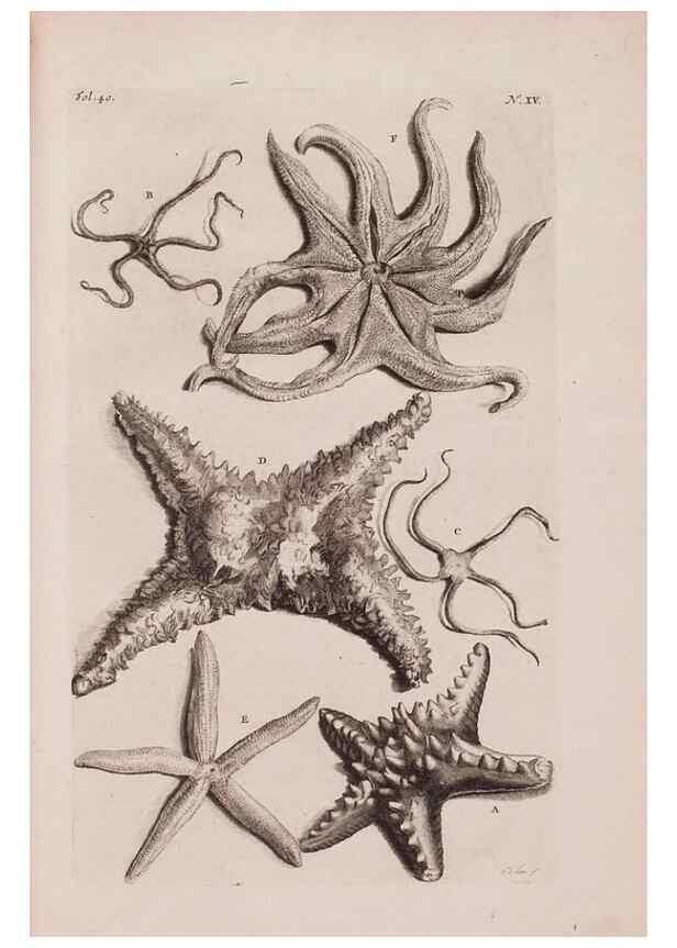 Reproducción/Reproduction 36922330302: D'Amboinsche Rariteitkamer ... :. T'Amsterdam :Gedrukt by François Halma,1705.