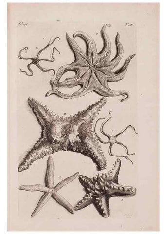 Reproducción/Reproduction 36922330302: D'Amboinsche Rariteitkamer ... :. T'Amsterdam :Gedrukt by François Halma,1705.