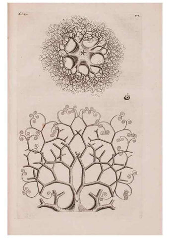 Reproducción/Reproduction 36922332092: D'Amboinsche Rariteitkamer ... :. T'Amsterdam :Gedrukt by François Halma,1705.