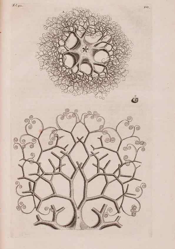 Reproducción/Reproduction 36922332092: D'Amboinsche Rariteitkamer ... :. T'Amsterdam :Gedrukt by François Halma,1705.