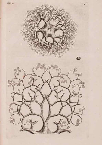 Reproducción/Reproduction 36922332092: D'Amboinsche Rariteitkamer ... :. T'Amsterdam :Gedrukt by François Halma,1705.