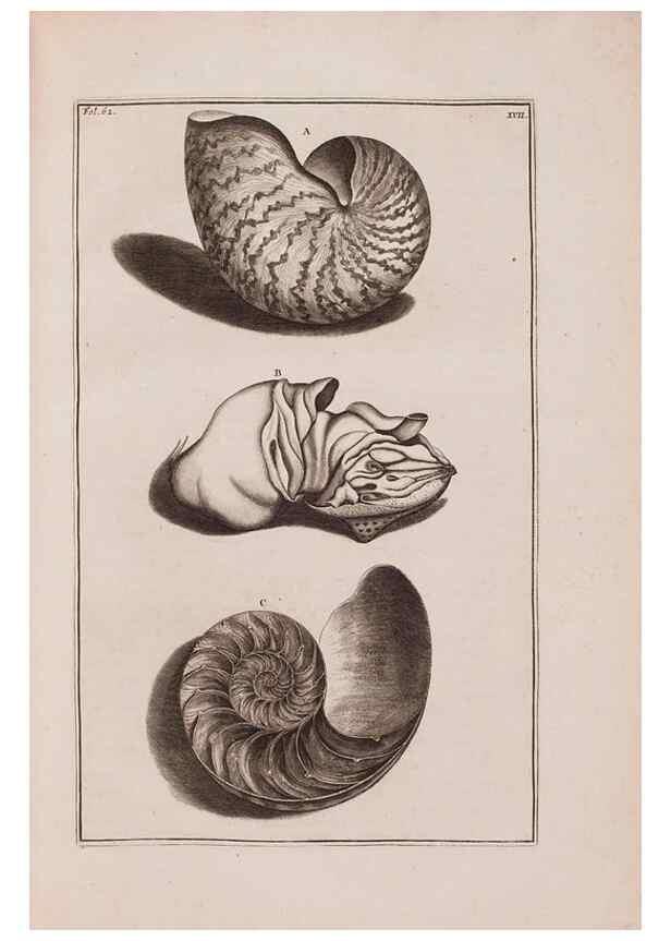 Reproducción/Reproduction 36279477303: D'Amboinsche Rariteitkamer ... :. T'Amsterdam :Gedrukt by François Halma,1705.