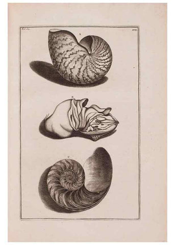 Reproducción/Reproduction 36279477303: D'Amboinsche Rariteitkamer ... :. T'Amsterdam :Gedrukt by François Halma,1705.