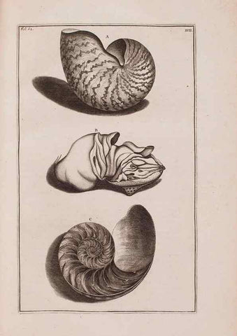 Reproducción/Reproduction 36279477303: D'Amboinsche Rariteitkamer ... :. T'Amsterdam :Gedrukt by François Halma,1705.