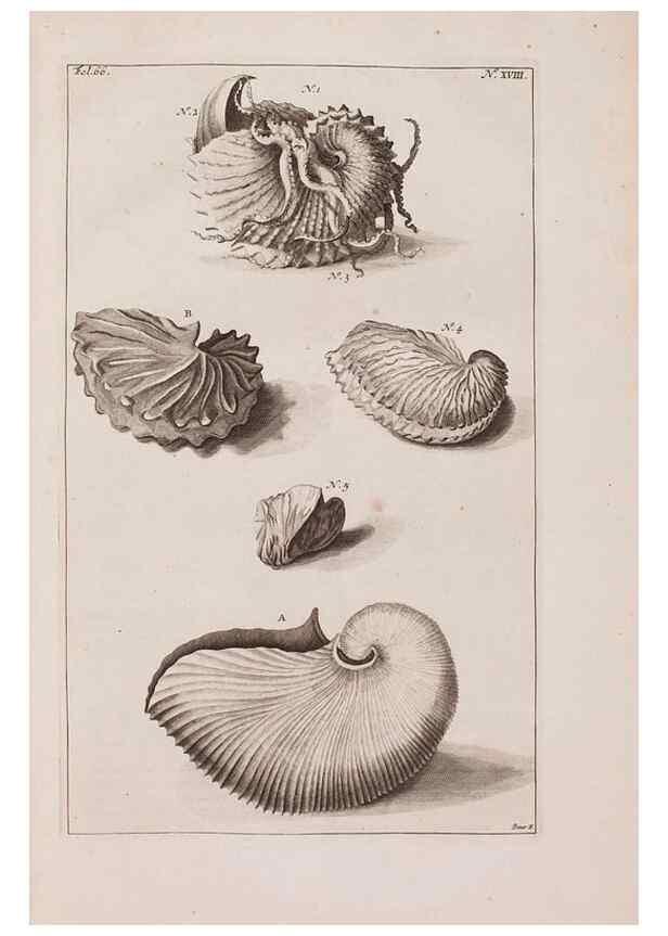 Reproducción/Reproduction 37092577705: D'Amboinsche Rariteitkamer ... :. T'Amsterdam :Gedrukt by François Halma,1705.
