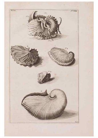Reproducción/Reproduction 37092577705: D'Amboinsche Rariteitkamer ... :. T'Amsterdam :Gedrukt by François Halma,1705.