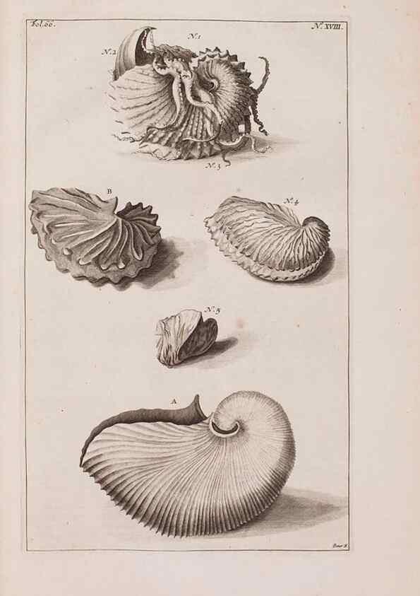 Reproducción/Reproduction 37092577705: D'Amboinsche Rariteitkamer ... :. T'Amsterdam :Gedrukt by François Halma,1705.