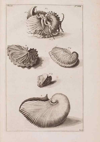 Reproducción/Reproduction 37092577705: D'Amboinsche Rariteitkamer ... :. T'Amsterdam :Gedrukt by François Halma,1705.