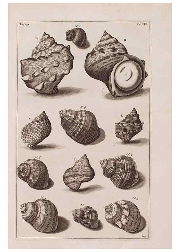 Reproducción/Reproduction 37092580035: D'Amboinsche Rariteitkamer ... :. T'Amsterdam :Gedrukt by François Halma,1705.
