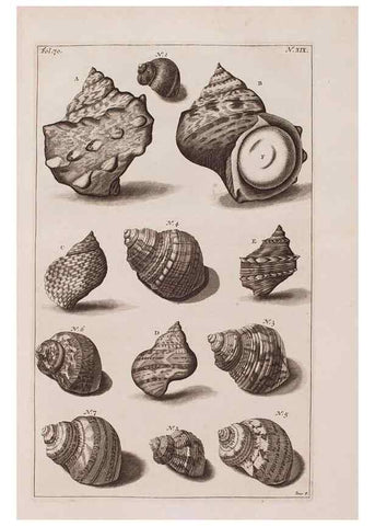 Reproducción/Reproduction 37092580035: D'Amboinsche Rariteitkamer ... :. T'Amsterdam :Gedrukt by François Halma,1705.