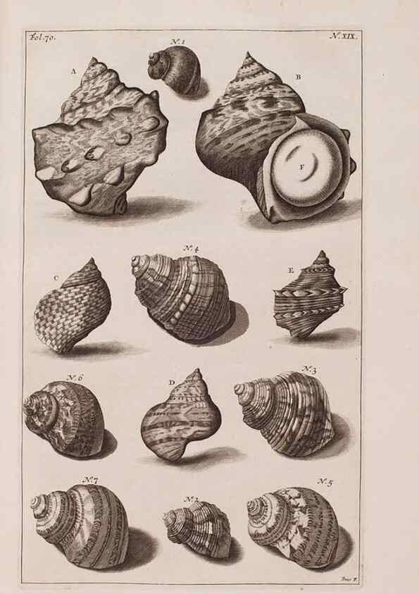 Reproducción/Reproduction 37092580035: D'Amboinsche Rariteitkamer ... :. T'Amsterdam :Gedrukt by François Halma,1705.