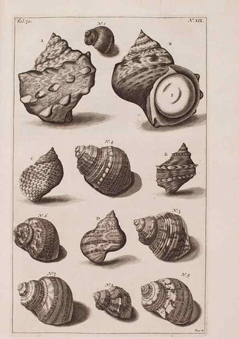 Reproducción/Reproduction 37092580035: D'Amboinsche Rariteitkamer ... :. T'Amsterdam :Gedrukt by François Halma,1705.